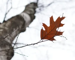 Эксперт Евгений Коблик сообщил об успехах в поисках семьи Усольцевых ekspert evgenij koblik soobshhil ob uspehah v poiskah semi usolczevyh-t-nw-ru-0