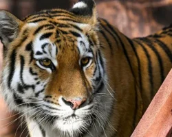 Гостей заповедника поразил тигр, а фото с Земли леопарда стало хитом gostej zapovednika porazil tigr a foto s zemli leoparda stalo hitom-t-nw-ru-0