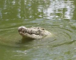 Мужественный жених из Малайзии спасается от огромного крокодила под Телук-Интан muzhestvennyj zhenih iz malajzii spasaetsya ot ogromnogo krokodila pod telukintan-t-nw-ru-0