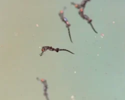 Приморский океанариум добился успеха в разведении морских коньков и назвал птенца пингвина Гумбольдта Пом-Поном primorskij okeanarium dobilsya uspeha v razvedenii morskih konkov i nazval ptencza pingvina gumboldta pomponom-t-nw-ru-0