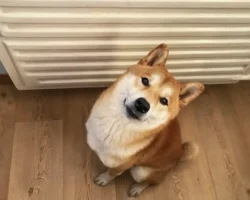 Примтеплоэнерго восстановил сеть в Находке после ДТП с МАЗ и Тойота primteploenergo vosstanovil set v nahodke posle dtp s maz i tojota-t-nw-ru-0