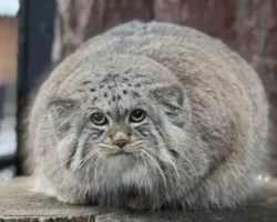 Радостные новости из Ленинградского и Московского зоопарков о мануле Шу и Тимофее radostnye novosti iz leningradskogo i moskovskogo zooparkov o manule shu i timofee-t-nw-ru-0