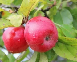 rost tovarooborota mezhdu rossiej i gruziej ukreplyaetsya blagodarya yablokam vinu i vinogradu-t-nw-ru-0