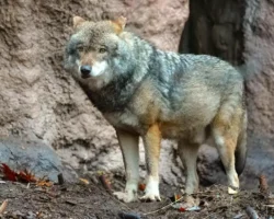 v moskovskom zooparke projdet vstrecha s volchiczej radoj i yozhkoj-t-nw-ru-0