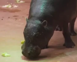 v moskovskom zooparke raduyut gostej begemot ksyusha i redkie pticzy-t-nw-ru-0