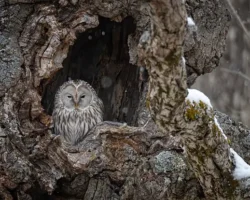 В Новосибирске удалось спасти краснокнижную неясыть от ворон v novosibirske udalos spasti krasnoknizhnuyu neyasyt ot voron-t-nw-ru-0