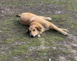 Бурматов о борьбе с отравителями собак в ЖК «Мещерский лес» burmatov o borbe s otravitelyami sobak v zhk meshherskij les-t-nw-ru-0