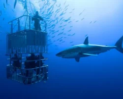 Дэвид и Хейли отправились на подводное приключение за сердцем devid i hejli otpravilis na podvodnoe priklyuchenie za serdczem-t-nw-ru-0