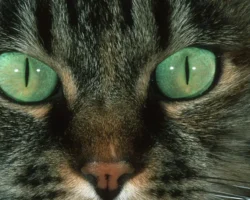 maksim bahmatov i ego sovety kievlyanam o preodolenii energokrizisa-t-nw-ru-0