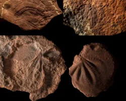 Учёные МГУ Илья Бобровский и Анна Краснова раскрыли тайну окаменения древних Dickinsonia uchyonye mgu ilya bobrovskij i anna krasnova raskryli tajnu okameneniya drevnih -t-nw-ru-0