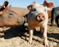 Вэнь Фэнцинь показал невероятный артистизм с 22 свиньями из Китая ven fenczin pokazal neveroyatnyj artistizm s 22 svinyami iz kitaya-t-nw-ru-0