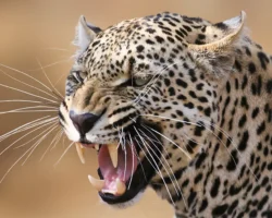 Героический пенсионер из Гуджарата спасает сына от леопарда в Индии geroicheskij pensioner iz gudzharata spasaet syna ot leoparda v indii-t-nw-ru-0