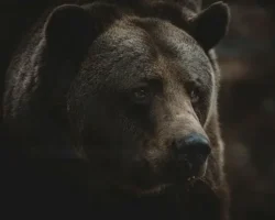 Храбрый поступок Сурата Сингха Джхинквар спасает Нишу Деви hrabryj postupok surata singha dzhhinkvar spasaet nishu devi-t-nw-ru-0