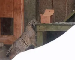 Манул Тимофей и Сергей Собянин отметят 162-летие Московского зоопарка manul timofej i sergej sobyanin otmetyat 162letie moskovskogo zooparka-t-nw-ru-0