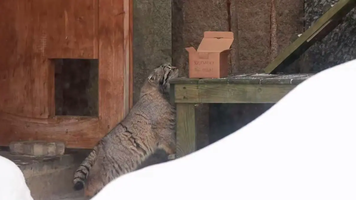 Манулу Тимофею подарили перепелку в честь дня рождения Московского зоопарка