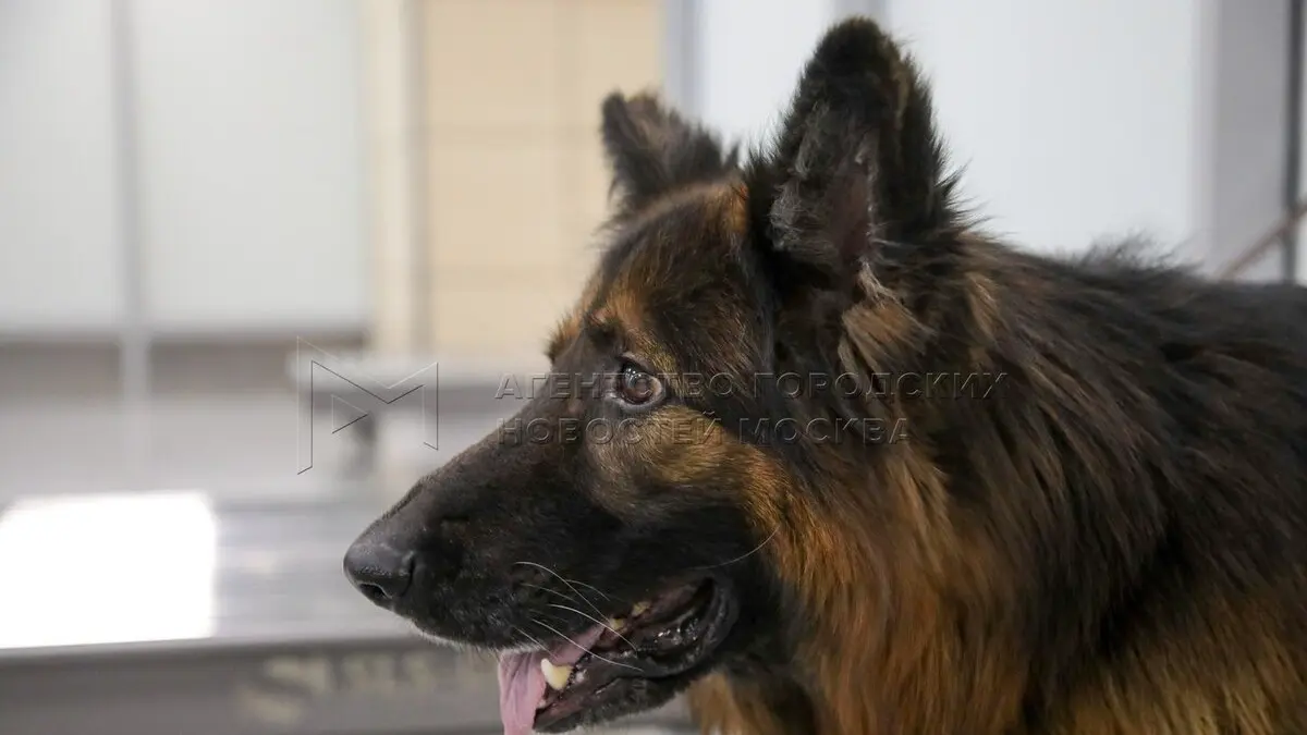 Служебного пса Зевса проводили на пенсию после службы на Домодедовской таможне