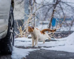 Примгидромет обещает Владивостоку солнечные дни и лёгкий снег primgidromet obeshhaet vladivostoku solnechnye dni i lyogkij sneg-t-nw-ru-0
