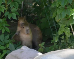 Сергей Писарев о радостном дефиците капибар в зоопарках России sergej pisarev o radostnom deficzite kapibar v zooparkah rossii-t-nw-ru-0