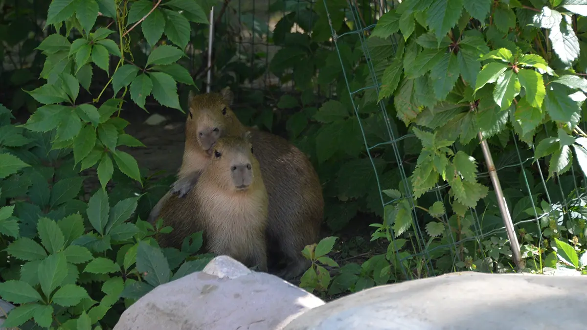Писарев: В зоопарках РФ возник дефицит капибар