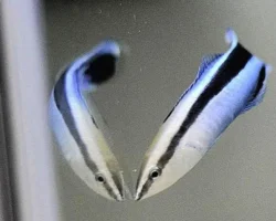 Ученые из Осаки выяснили: губан-чистильщик умен как млекопитающее uchenye iz osaki vyyasnili gubanchistilshhik umen kak mlekopitayushhee-t-nw-ru-0