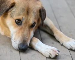 Умка ждет невозможного – АРРЕН ТВ о драме в аэропорту Кызыла umka zhdet nevozmozhnogo arren tv o drame v aeroportu kyzyla-t-nw-ru-0