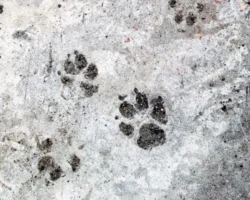 Уссурийский округ и правительство Приморья спасли амурского тигра ussurijskij okrug i pravitelstvo primorya spasli amurskogo tigra-t-nw-ru-0