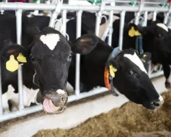 Дмитрий Песков: поддержка Минсельхоза и меры в Новосибирской области dmitrij peskov podderzhka minselhoza i mery v novosibirskoj oblasti-t-nw-ru-0