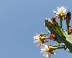 Кактусы удивляют ученых Редингского университета скоростью эволюции kaktusy udivlyayut uchenyh redingskogo universiteta skorostyu evolyuczii-t-nw-ru-0