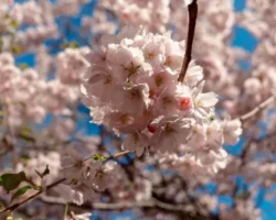 Людмила Лапа объяснила, как встретить весну без аллергии на пыльцу lyudmila lapa obyasnila kak vstretit vesnu bez allergii na pylczu-t-nw-ru-0