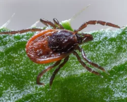 Минздрав Подмосковья рассказал, как защититься от клеща весной 2026 minzdrav podmoskovya rasskazal kak zashhititsya ot kleshha vesnoj 2026-t-nw-ru-0