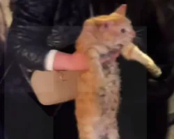 На Алтайской улице в Москве спасли котов и людей из пожара na altajskoj ulicze v moskve spasli kotov i lyudej iz pozhara-t-nw-ru-0