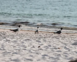 Утрехтский университет исследует птиц и берега Ваттового моря utrehtskij universitet issleduet pticz i berega vattovogo morya-t-nw-ru-0