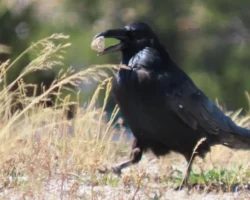 vorony jelloustouna pomnyat tropy volkov i pum-t-nw-ru-0