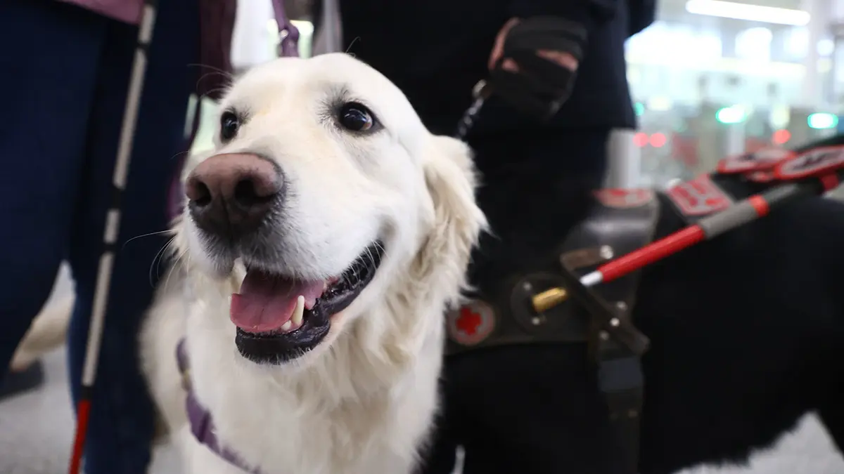Международный день собак-проводников отметят на Северном речном вокзале 1 мая