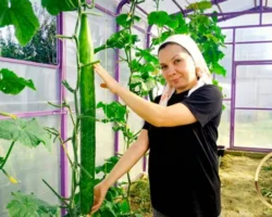 emina vahitova vyrastila rekordnyj ogurecz pri podderzhke minselhoza tatarstana-t-nw-ru-0