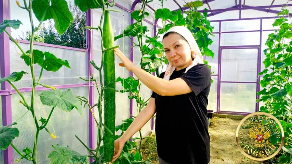 Самый длинный огурец в России вырастили под Казанью