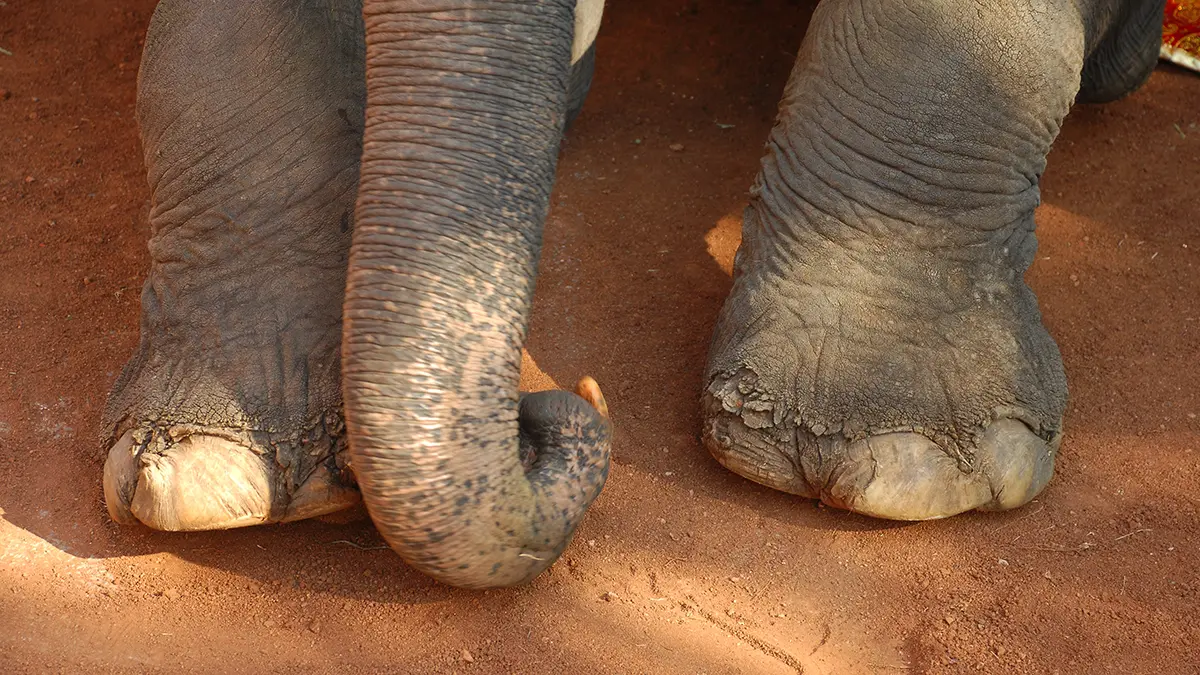 Американского миллионера затоптали слоны на охоте в Габоне