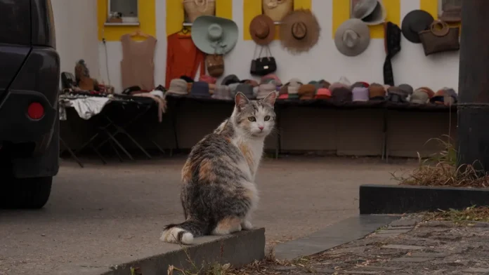 fernival sem i kirill udivitelnye vossoedineniya s pitomczami-t-nw-ru-0