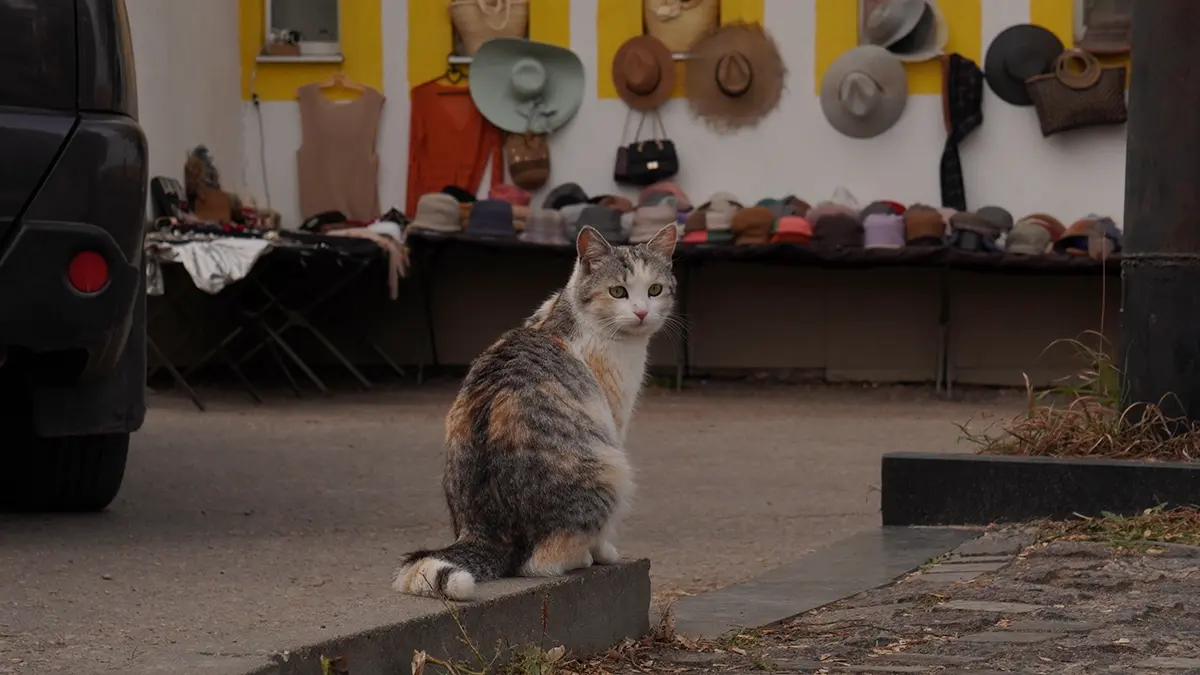 Пожилая британка воссоединилась с пропавшим 12 лет назад котом