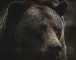 medvedi v podmoskove chashhe vstrechayutsya u poselkov-t-nw-ru-0