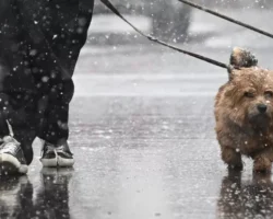 mokryj sneg v moskve prognoz sinoptika shuvalova na pyatniczu-t-nw-ru-0