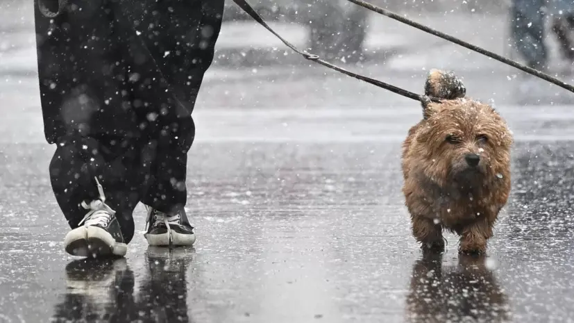 Синоптик Шувалов: мокрого снега в Москве можно ожидать в пятницу