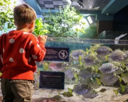 okeanarium sanktpeterburga tyulenhudozhnik pingviny i akuly-t-nw-ru-0
