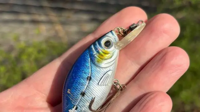 Неизвестный подбросил приманку для ловли рыбы в вольер в Московском зоопарке