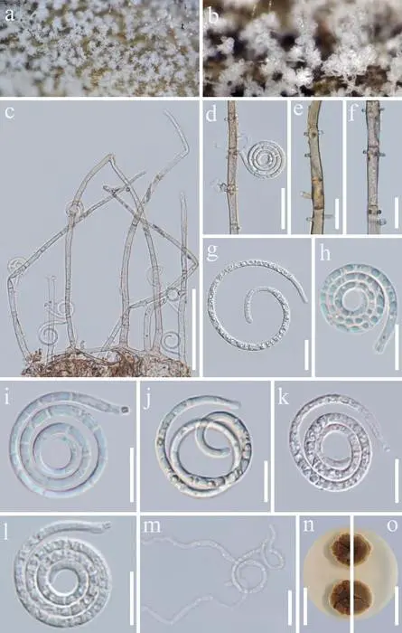 scientificrussia.ru