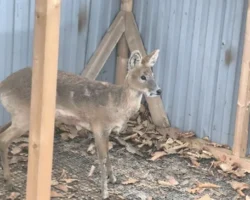 vodyanoj olen iz zemli leoparda poluchil vtoroj shans na zhizn-t-nw-ru-0
