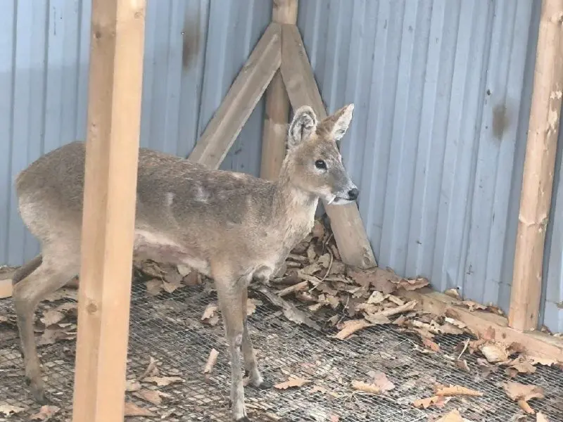 Водяной олень ТГ-канал Центра &quotТигр&quot