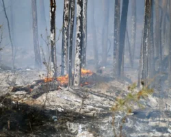 primgidromet i prokuratura obespechivayut bezopasnost lesov primorya-t-nw-ru-0