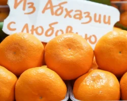 badra gunba obyasnil populyarnost abhazskih mandarinov v rf-t-nw-ru-0