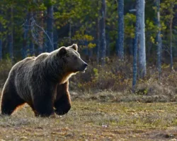 Бурые медведи в Красной книге Московской области сохраняют гармонию burye medvedi v krasnoj knige moskovskoj oblasti sohranyayut garmoniyu-t-nw-ru-0